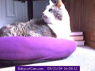 The Babycat Cam!