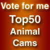 Click here to vote for The Babycat Cam